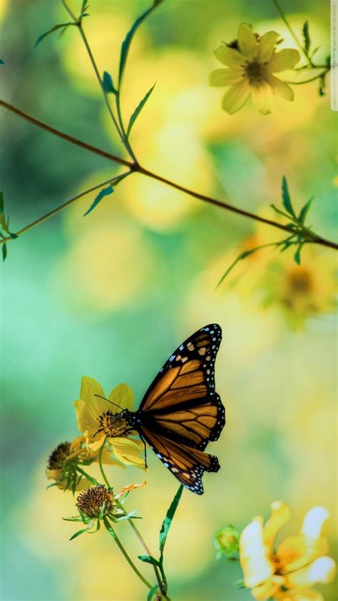 Butterfly Wallpaper Iphone 157