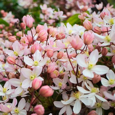 Check spelling or type a new query. მარადმწვანე კლემატისი "Apple Blossom" (CLEMATIS ARMANDII ...