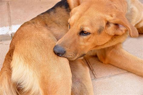 Itching Scratching Chewing Pruritis In Dogs Symptoms Causes