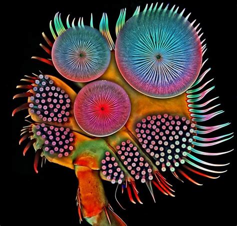 Magnified End Of A Diving Beetles Leg Nikon Small World Microscopic