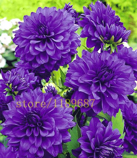 100 Pcs Blue Dahlia Flower Beautiful Gardens Dahlia Pinnata Bonsai