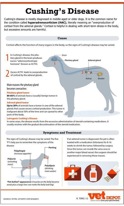 What Is The Life Expectancy Of Canines With Cushings Disease