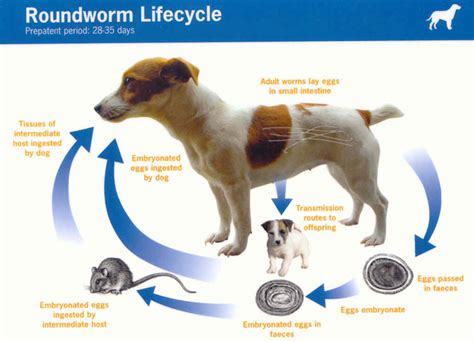 Royal City Animal Hospital Parasite Profile Roundworm