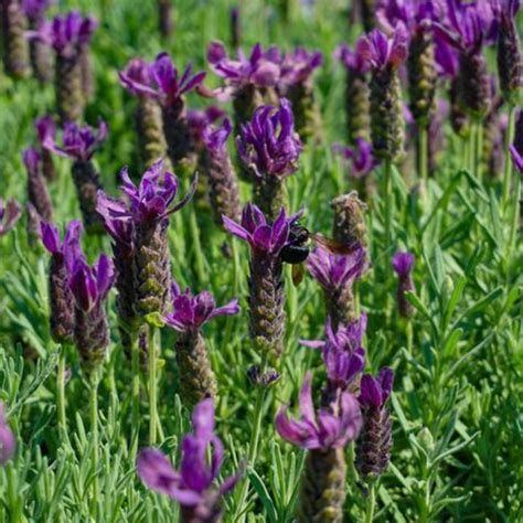 Primavera Spanish Lavender Plant Addicts