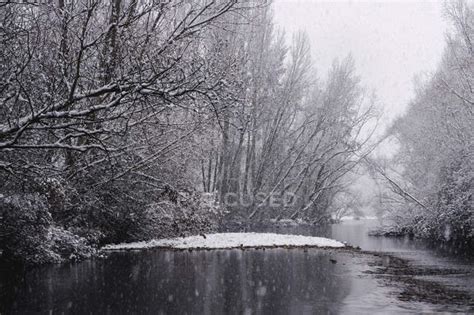 River Streaming Between Snow Winter Forest — Extreme Narrow Stock