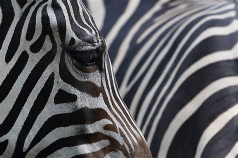 To Figure Out Why The Zebra Got Its Stripes This Researcher Dressed Up
