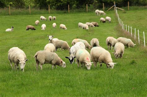 Daera Invites Applications For Sheep Technology Demonstration Farms