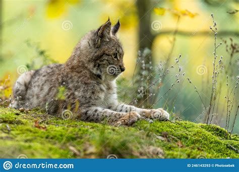Lynx In Green Forest With Tree Trunk Wildlife Scene From Nature