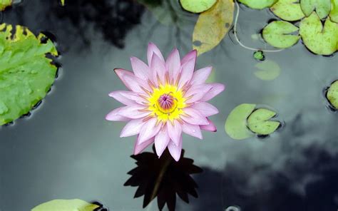 1080p Free Download The Lovely Lotus Lily Pad Pretty Flower