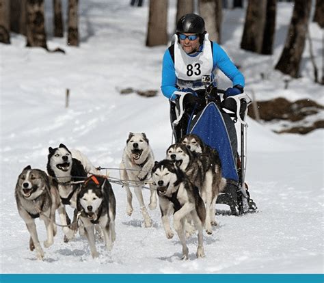 Kellys Classroom Online Fun Facts About Sled Dogs