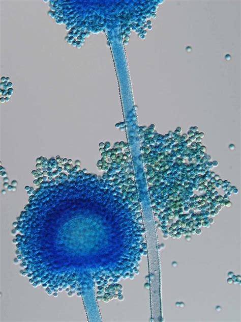 Science Microscopic Nature Art Photography Micro Photography Eye