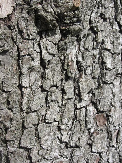 Pear Tree Bark Texture Background Stock Photo Image Of Rough Wooden