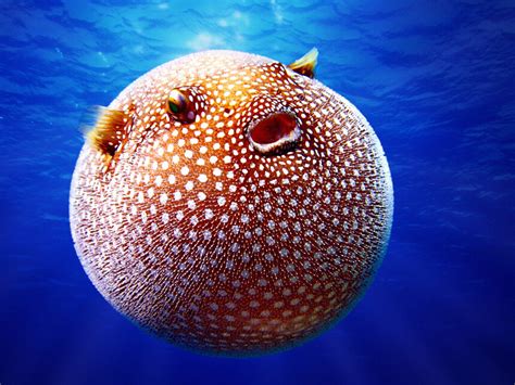 The Challenge Of Eating Puffer Fish Wall Street International