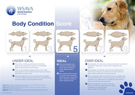 Nowhere on the pet nutrition alliance website was information found to warn or alert veterinarians. Calorie Calculator for Dogs