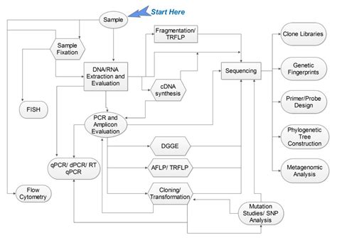 A Molecular Biology Roadmap For First Time Travelers