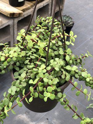Incredibly easy to propagate from cuttings of different sizes (sometimes by accident from. Elephant Bush: 6in Hanging Pot 15.00 | Hanging pots ...