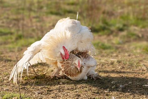 Chickens Losing Feathers On Back 5 Reasons And Solutions Chicken And Chicks Info