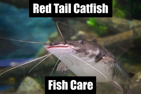 Red Tail Catfish Care Tank Setup Feeding Tank Mates