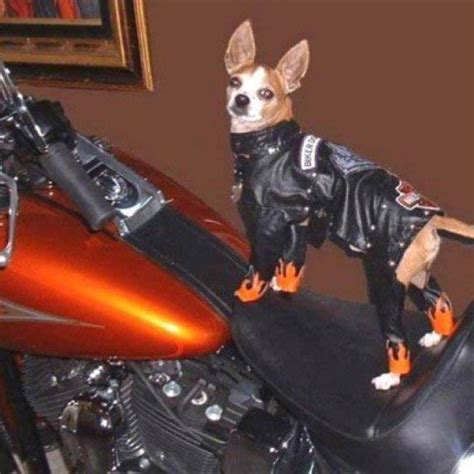 Pin By Anita Langford On Chihuahuas Biker Dog Chihuahua Love Dog