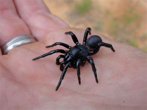 Austin Texas Quarter Size Maybe A Little Bigger Black Spider