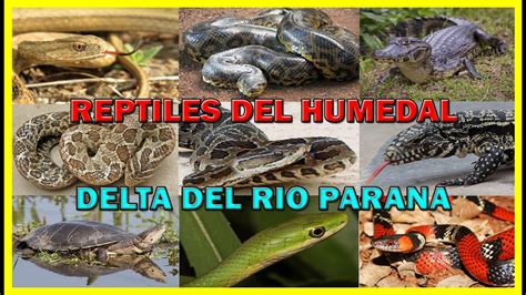 Reptiles Del Delta Del Rio Parana Yacaré Yarará Curiyú Ñacaniná