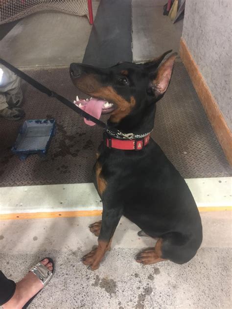 6 Month Old Doberman Named Lenux Aww