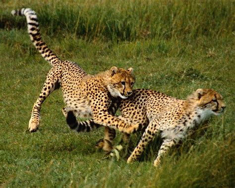 Beautiful Animals Safaris: The Fastest Cheetah in the World and the ...