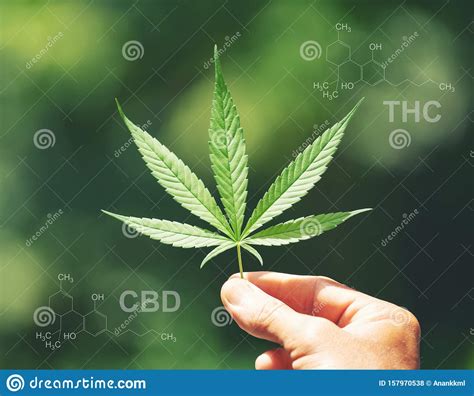 Furthermore, cbd is known to reduce the intensity of thc. Marijuana Leaf With Cbd Thc Structure Stock Photo - Image of drug, indica: 157970538