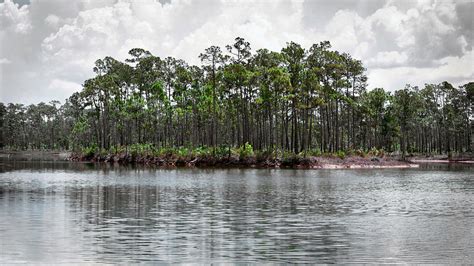Everglades Long Pine Key 2a Photograph By Rudy Umans Fine Art America
