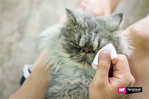 How To Clean A Cats Eyes In A Few Quick Moves