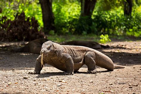 Enter The Dragon Exploring Komodo National Parks Wild Attractions