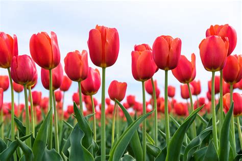 Tulips Beautiful Spring Flowers Impressive Nature