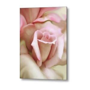 Porcelain Rose Flower Black And White Metal Print By Jennie Marie Schell