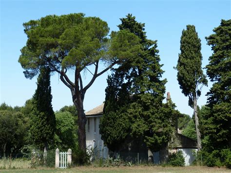 Images Gratuites : arbre, la nature, plante, maison, pin, idyllique