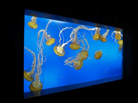 Aquarium Jellies Pacific Sea Nettle Exhibit Zoochat