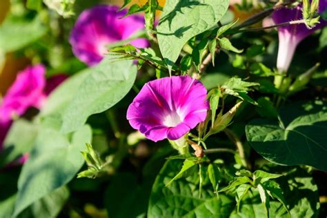 Morning Glory Flower Types How To Grow And Care Florgeous