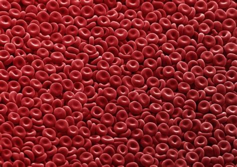 Red Blood Cells Clearly Showing Their Biconcave Disc Shape Wellcome