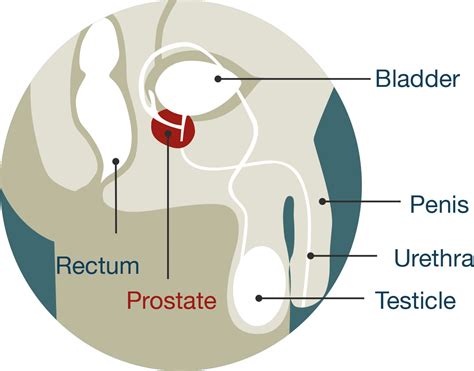 Prostate Gland Diagram Labeled