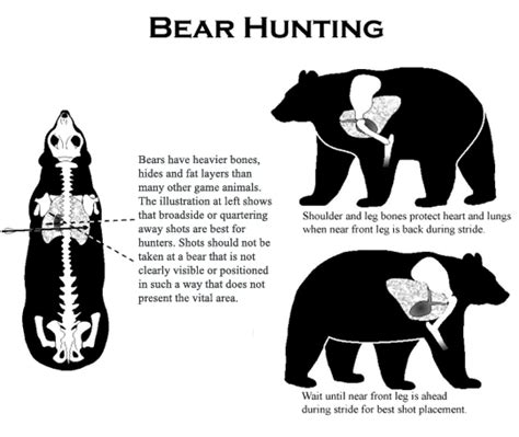 Bear Hunt Techniques