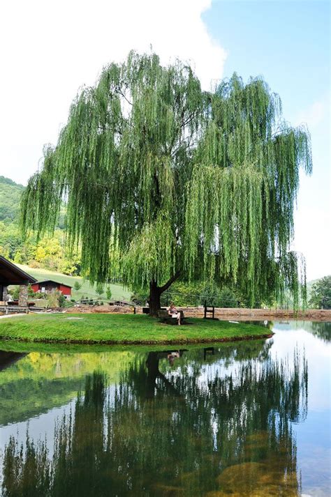 Willow Willow Trees Garden Willow Tree Landscape Trees