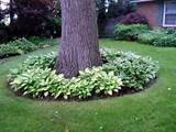 Pictures of Landscaping Under Shade Trees