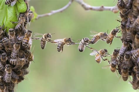 We Tracked Male Honeybees For Two Years To Find Out Where They Look For Sex Reaction