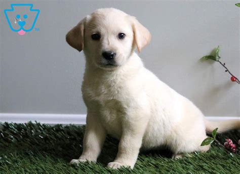 See puppy pictures, health information and reviews. Pixie | Labrador Retriever - English Cream Puppy For Sale ...