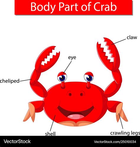 Diagram Showing Body Part Crab Royalty Free Vector Image