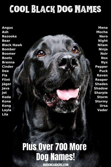 Last updated on march 11, 2020 by puppy leaks 17 comments. Black dog names for your new puppy. Be sure to get this ...