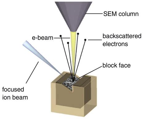 Focused Ion Beam Milling Combined With Scanning Electron Microscopy