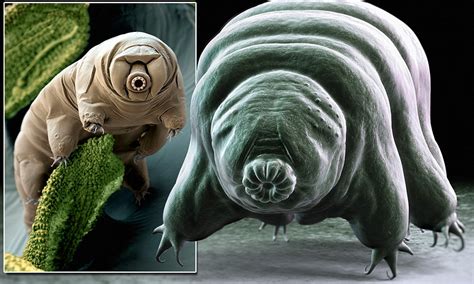 Meet The Toughest Animal On The Planet The Water Bear Can Survive