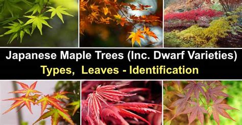 A Guide To Different Japanese Maple Types Gardeners Path