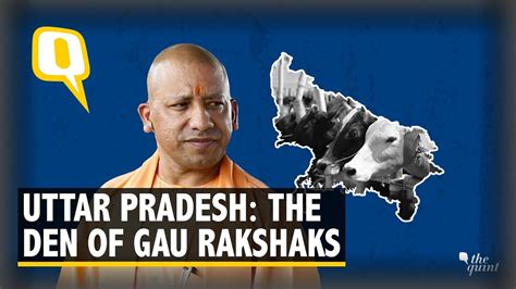Have Gau Rakshaks In Up Become Stronger Under Cm Yogis Watch The
