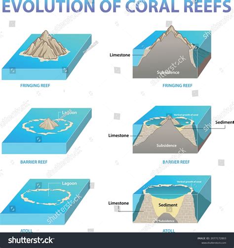 An Infographic Of Coral Reef Types And Royalty Free Stock Vector